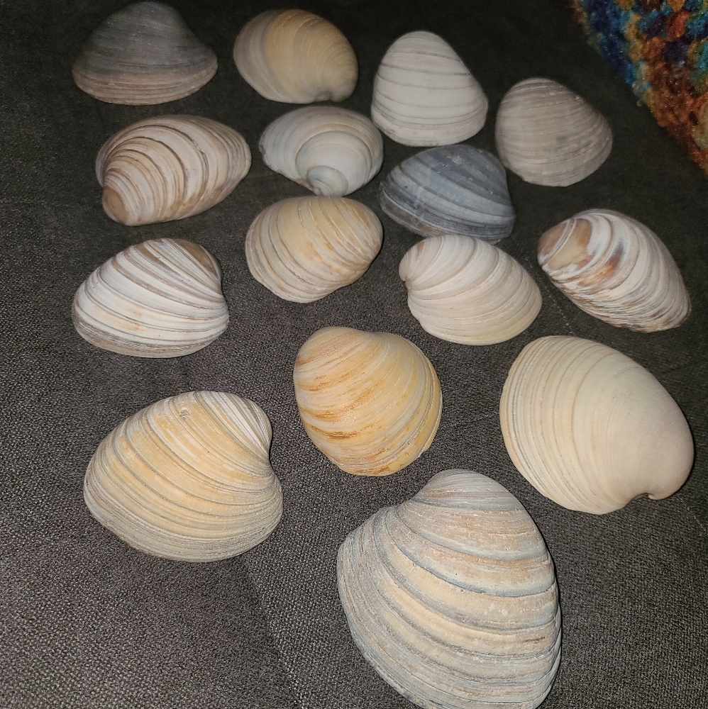 3 Random Large Natural Sea Shells